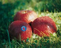 Super sladké, slovenské jablká Fuji KIKU(R) za dobrú cenu